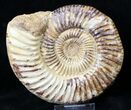Large Perisphinctes Ammonite - Jurassic #18926-1